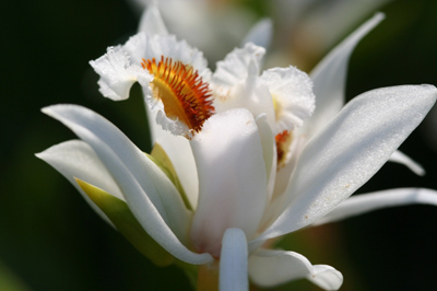 naturopathic doctor natural medicine orchid los angeles nawellness